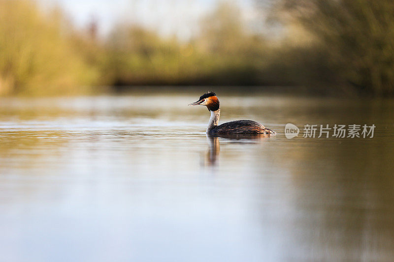 大山脊grebe (Podiceps crista)